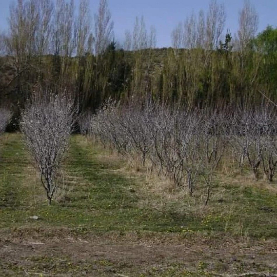 LOTES - LOS ANTIGUOS, SANTA CRUZ